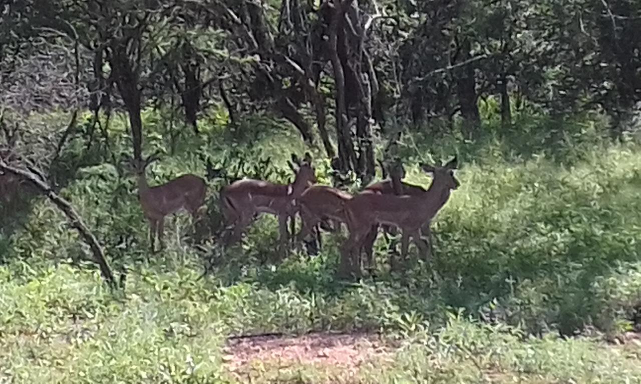 Nanisto Bush Lodge มาร์ลอทพาร์ค ภายนอก รูปภาพ