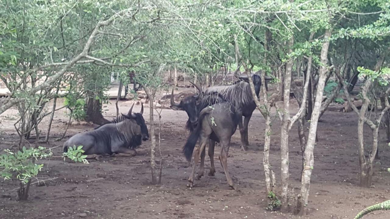 Nanisto Bush Lodge มาร์ลอทพาร์ค ภายนอก รูปภาพ